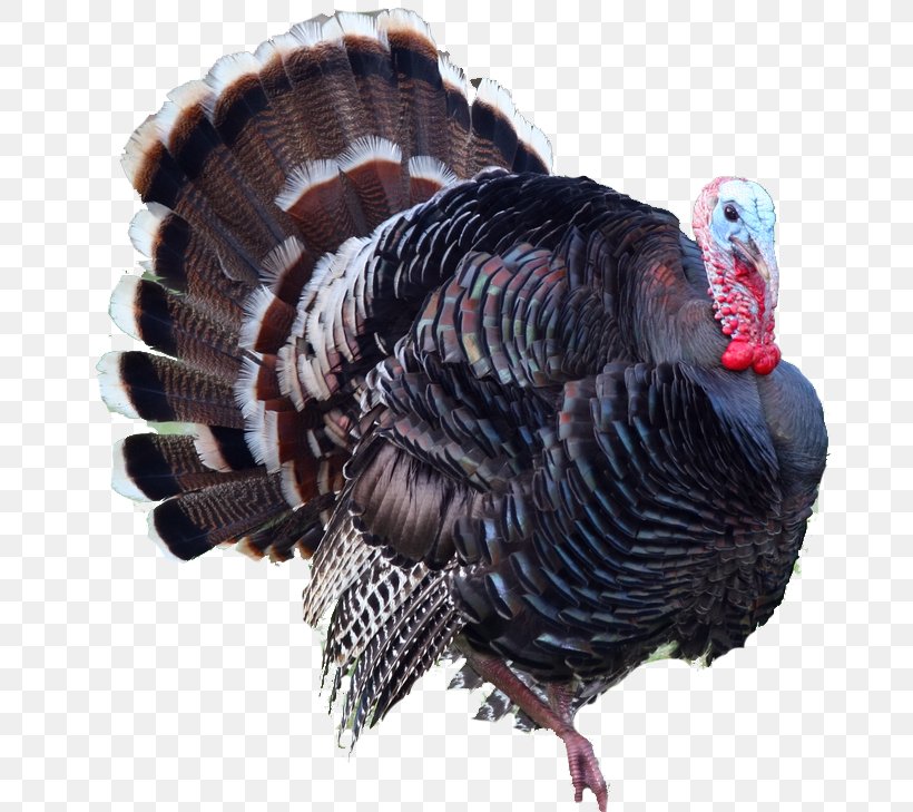 Turkey Hunting Turkey Meat Ocellated Turkey Thanksgiving Clip Art, PNG, 690x729px, Turkey Hunting, Beak, Domesticated Turkey, Feather, Food Download Free