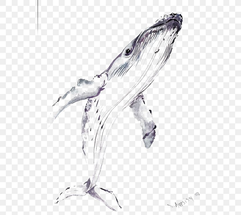 Balaenidae Beluga Whale Drawing Blue Whale, PNG, 564x732px, Balaenidae, Baleen Whale, Beak, Beluga Whale, Bird Download Free