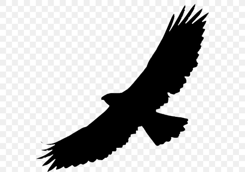 Bald Eagle Shiretoko Buzzard Package Tour Hawk, PNG, 580x577px, Bald Eagle, Accipitridae, Accipitriformes, Beak, Bird Download Free
