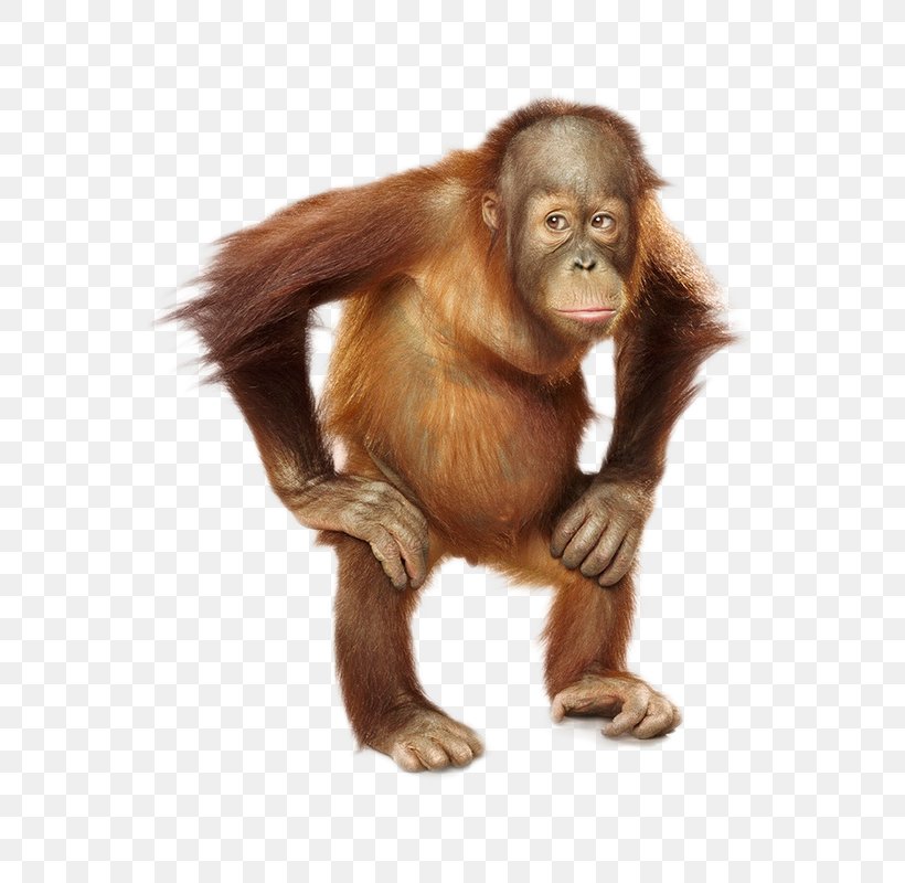 Chimpanzee The Orangutan Sumatra Orangutan Baby, PNG, 650x800px, Chimpanzee, Ape, Bornean Orangutan, Common Chimpanzee, Fur Download Free