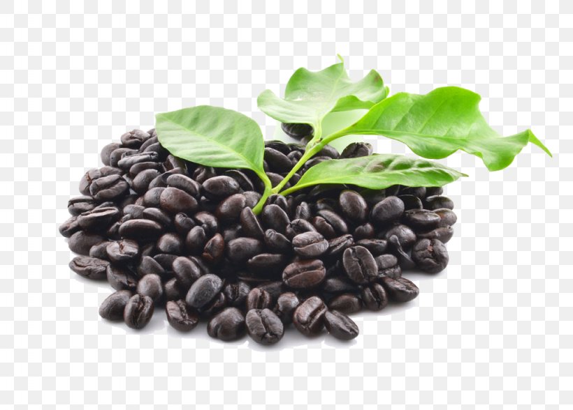 Coffee Bean Coffee Bean Starbucks Ingredient, PNG, 1024x735px, Coffee, Bean, Coffee Bean, Coffee Filter, Coffee Roasting Download Free