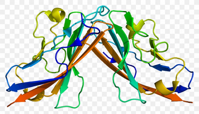 Coxsackie Virus And Adenovirus Receptor Adenoviridae Coxsackievirus Coxsackie B Virus, PNG, 923x532px, Adenoviridae, Cardiomyopathy, Gene, Gene Therapy, Host Download Free