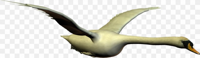 Cygnini Water Bird Goose Duck, PNG, 2597x756px, Cygnini, Anatidae, Animal, Animal Figure, Beak Download Free