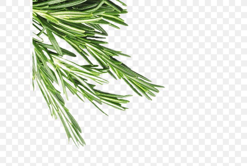 Herb Grasses Pine Plant Stem Family, PNG, 604x550px, Herb, Branch, Family, Grass, Grass Family Download Free