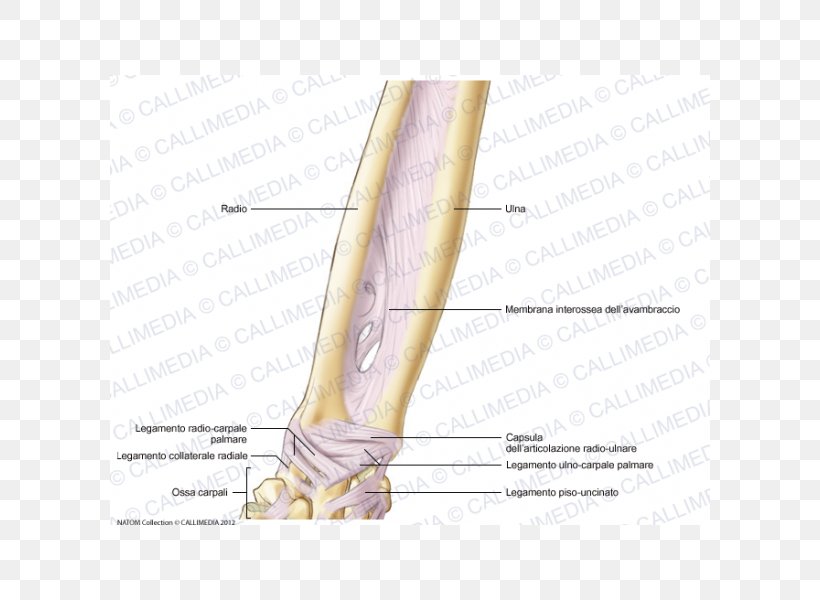 Thumb Elbow Bone Forearm Ligament, PNG, 600x600px, Watercolor, Cartoon, Flower, Frame, Heart Download Free
