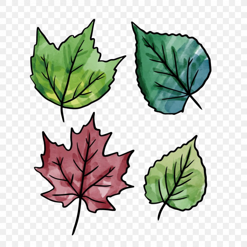 Vector Graphics Leaf Image, PNG, 1100x1100px, Leaf, Art, Black Maple, Botany, Copyright Download Free
