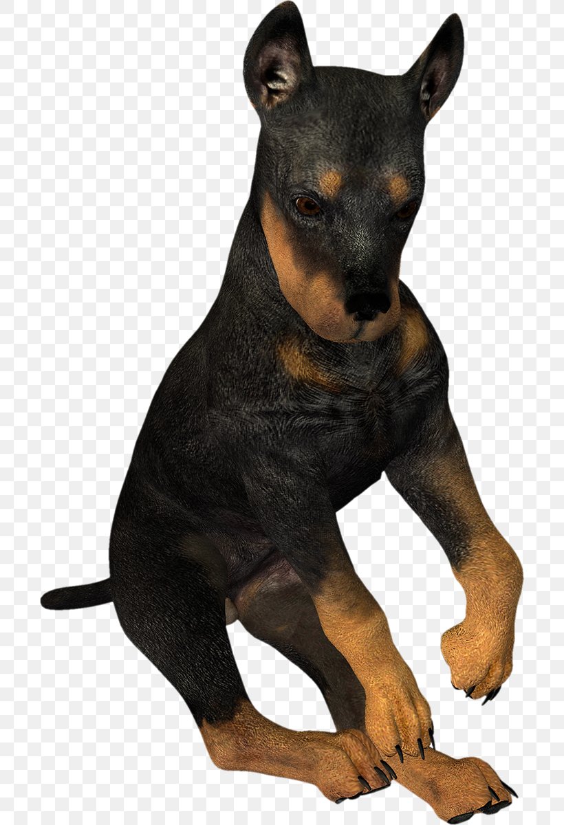 Dobermann Manchester Terrier Miniature Pinscher German Pinscher English Toy Terrier, PNG, 704x1200px, Dobermann, Black And Tan Terrier, Carnivoran, Dog, Dog Breed Download Free