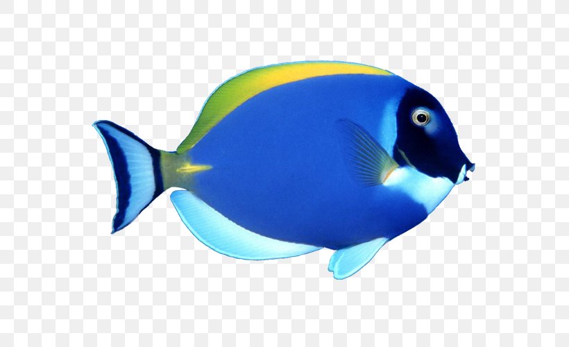 Fish Clip Art, PNG, 600x500px, Fish, Blue, Cobalt Blue, Coral Reef Fish, Display Resolution Download Free