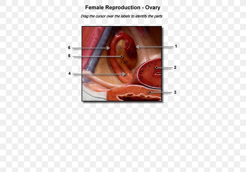 Ovarian Follicle Ovary Female Reproductive System Corpus Luteum Uterus, PNG, 600x575px, Watercolor, Cartoon, Flower, Frame, Heart Download Free