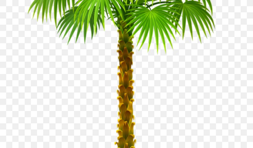 Palm Trees Clip Art Branch, PNG, 640x480px, Palm Trees, Archontophoenix Purpurea, Arecales, Attalea Speciosa, Borassus Flabellifer Download Free