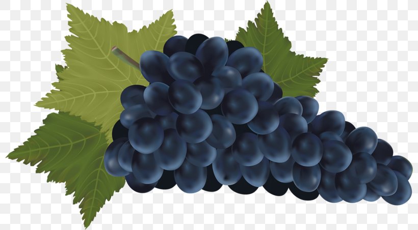 Red Wine Common Grape Vine Bottle, PNG, 800x452px, Red Wine, Alcoholic Drink, Bilberry, Blueberry, Bottle Download Free