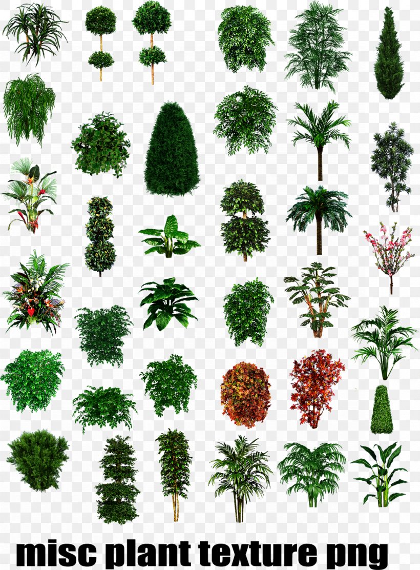 Shrub Tree Texture Mapping Plant, PNG, 1179x1600px, Shrub, Broadleaved Tree, Buckeyes, Conifer, Deciduous Download Free