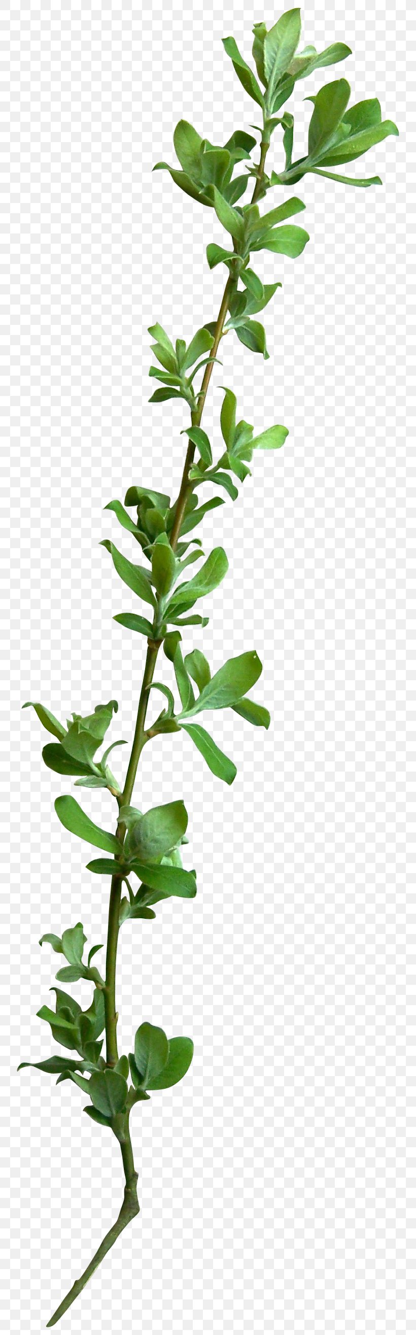 Tree Leaf Branch Vine, PNG, 784x2630px, Tree, Branch, Flowering Plant, Herb, Herbalism Download Free