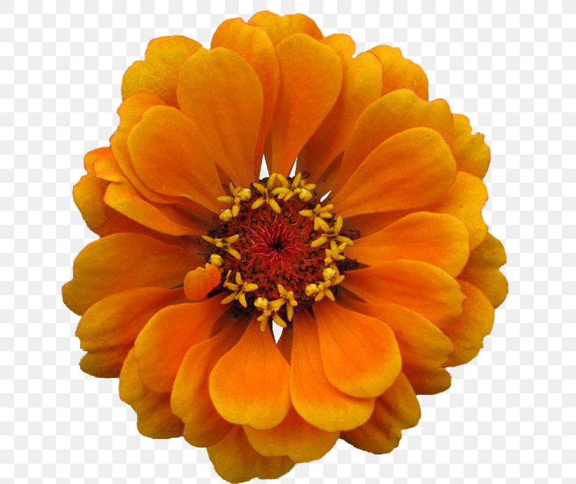 Cut Flowers Petal Clip Art, PNG, 650x689px, Flower, Annual Plant, Calendula, Chrysanthemum, Chrysanths Download Free