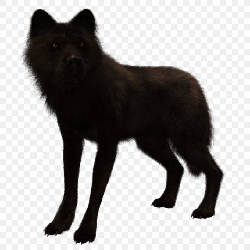 German Spitz Mittel Schipperke Tervuren Dhole Dog Breed, PNG, 894x894px, German Spitz Mittel, Animal, Black And White, Canidae, Carnivora Download Free