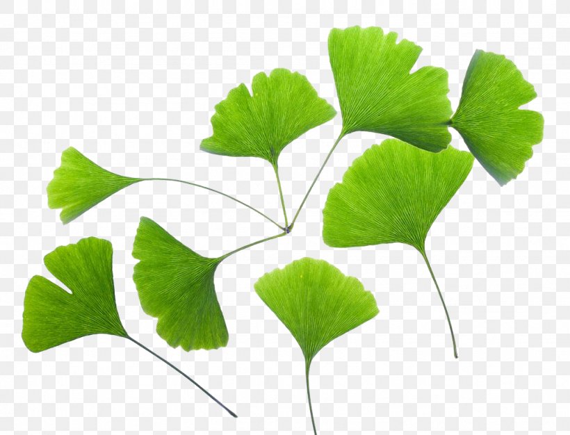 Ginkgo Biloba Extract Leaf Plant, PNG, 1024x782px, Ginkgo Biloba, Annual Plant, Branch, Centella, Extract Download Free