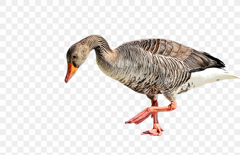 Bird Beak Water Bird Goose Ducks, Geese And Swans, PNG, 1920x1238px, Goose, Animal, Beak, Bird, Duck Download Free