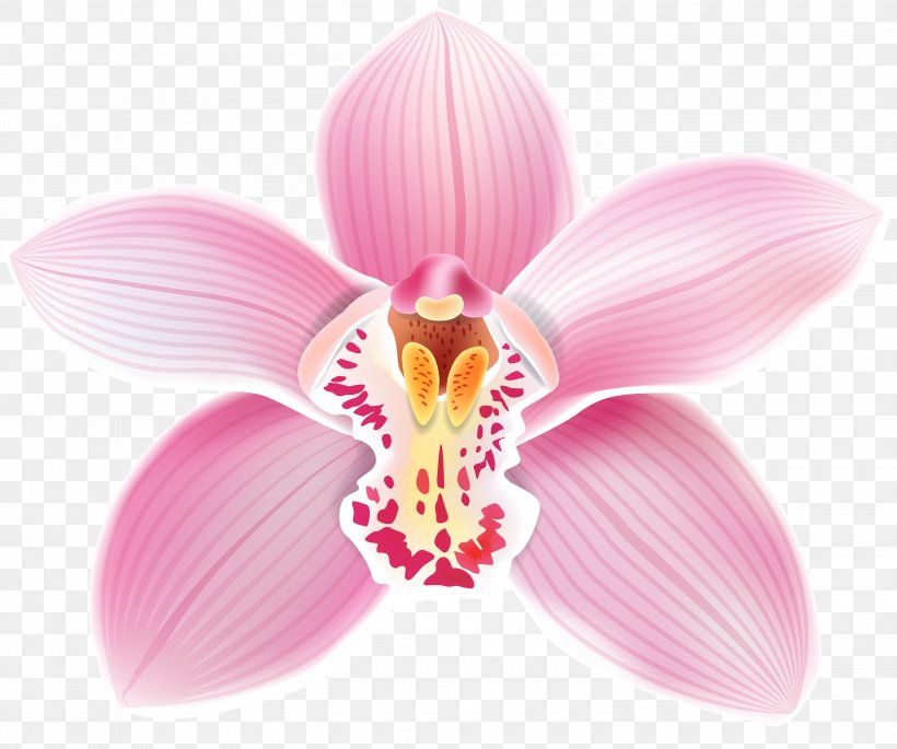 Cattleya Orchids Clip Art, PNG, 3000x2509px, Orchids, Cattleya Orchids, Color, Flower, Flowering Plant Download Free