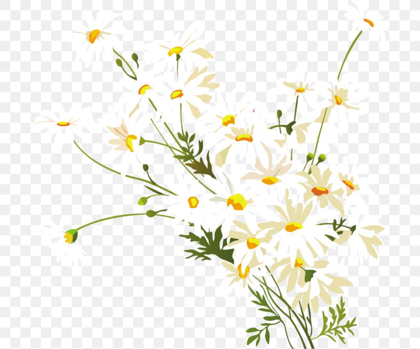 Chamomile Common Daisy Oxeye Daisy Clip Art, PNG, 700x682px, Chamomile, Branch, Chamaemelum Nobile, Common Daisy, Cut Flowers Download Free