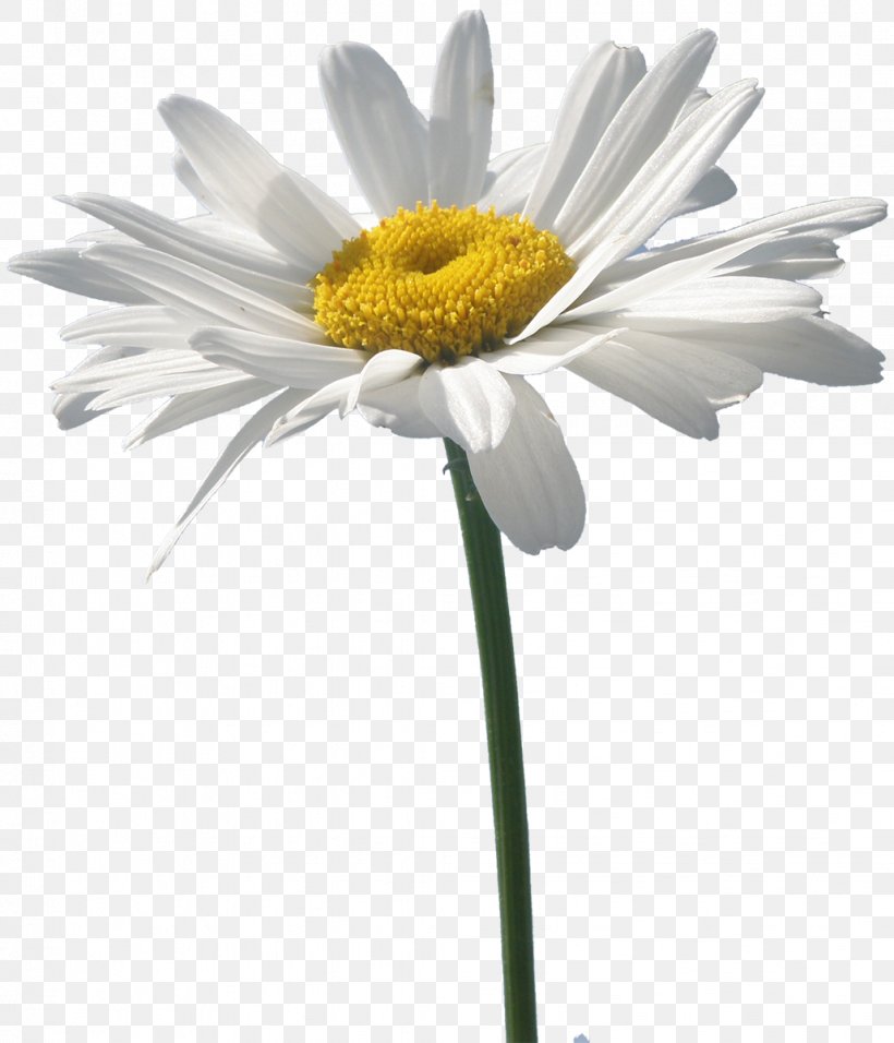 Flower Oxeye Daisy German Chamomile, PNG, 1029x1200px, Flower, Aster, Chamaemelum Nobile, Chrysanthemum, Chrysanths Download Free