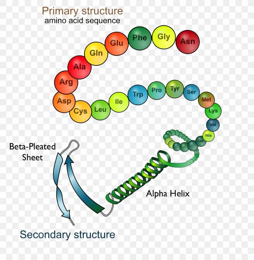 Protein Structure Protein Folding Biology, PNG, 998x1023px, Protein Structure, Amino Acid, Area, Art, Biology Download Free