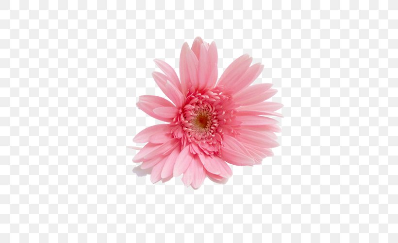 Flower Garden Image Common Daisy, PNG, 531x500px, Flower, Asterales, Chrysanthemum, Chrysanths, Common Daisy Download Free