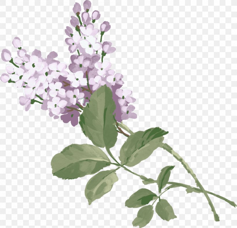 Lilac Purple Clip Art, PNG, 1000x961px, Lilac, Branch, Flower, Flowering Plant, Lavender Download Free