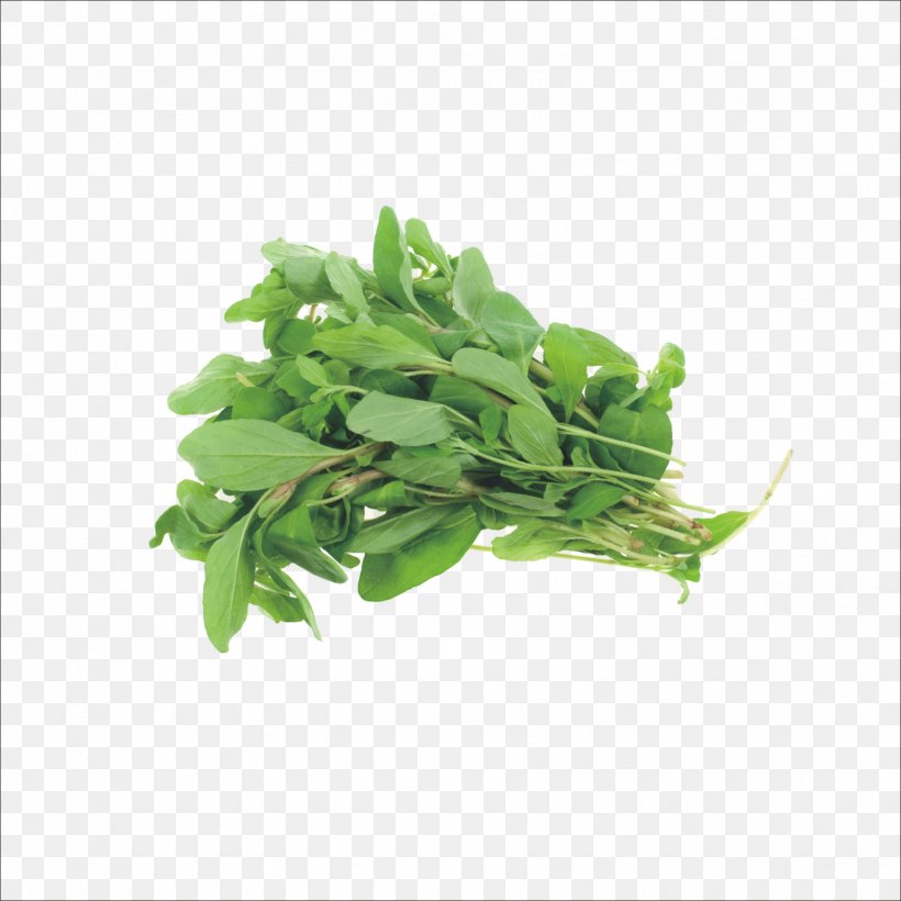 Marjoram Herb Basil Oregano Parsley, PNG, 1773x1773px, Marjoram, Arugula, Basil, Celery, Flavor Download Free