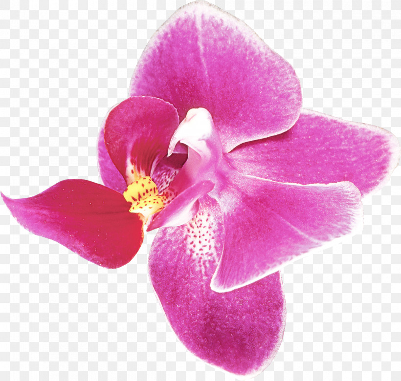 Petal Pink Flower Violet Plant, PNG, 1200x1142px, Petal, Flower, Magenta, Moth Orchid, Orchid Download Free