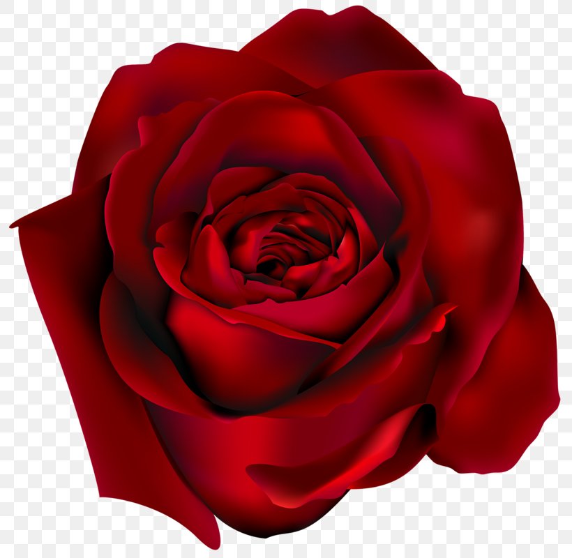 Rose Red Clip Art, PNG, 794x800px, Rose, China Rose, Close Up, Cut Flowers, Floribunda Download Free