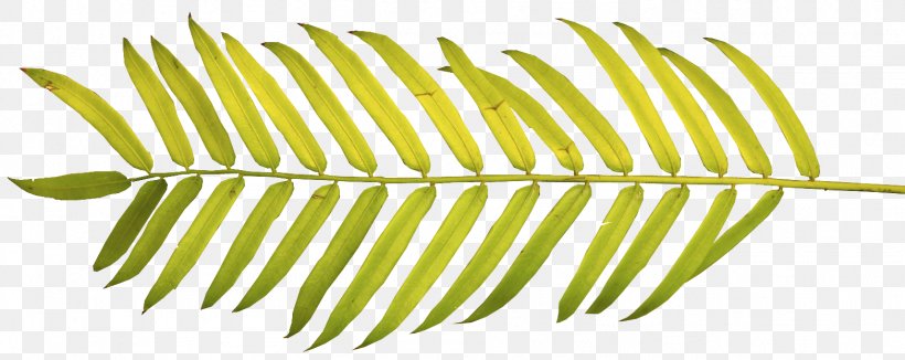 Arecaceae Palm Branch Palm-leaf Manuscript Frond Clip Art, PNG, 1566x624px, Arecaceae, Arecales, Asian Palmyra Palm, Borassus, Easter Download Free
