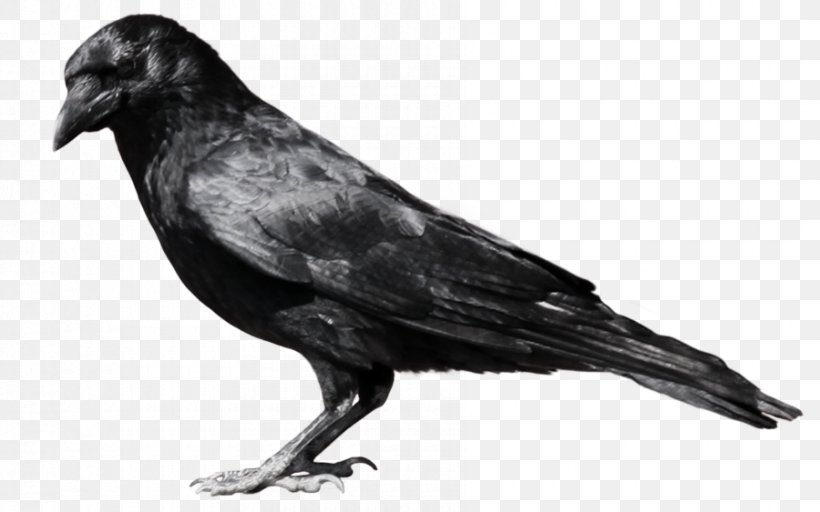 Clip Art, PNG, 900x563px, Image Resolution, American Crow, Beak, Bird, Black And White Download Free