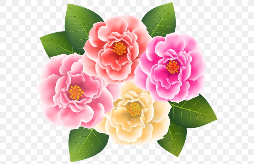 Japanese Camellia Clip Art, PNG, 600x529px, Japanese Camellia, Animation, Art, Camellia, Centifolia Roses Download Free