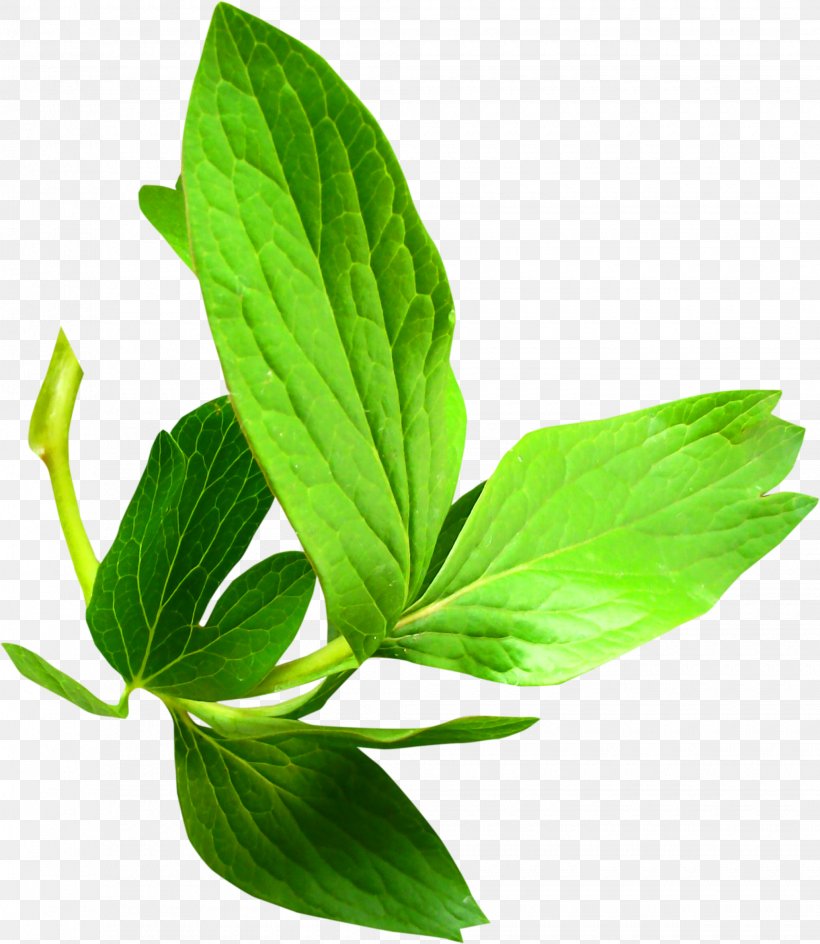 Leaf Branch Plant Stem Clip Art, PNG, 2040x2349px, Leaf, Animal, Branch, Flower, Herb Download Free