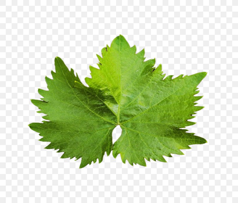 Leaf Juice Celery Vegetable, PNG, 700x700px, Leaf, Celery, Herb, Herbalism, Juice Download Free