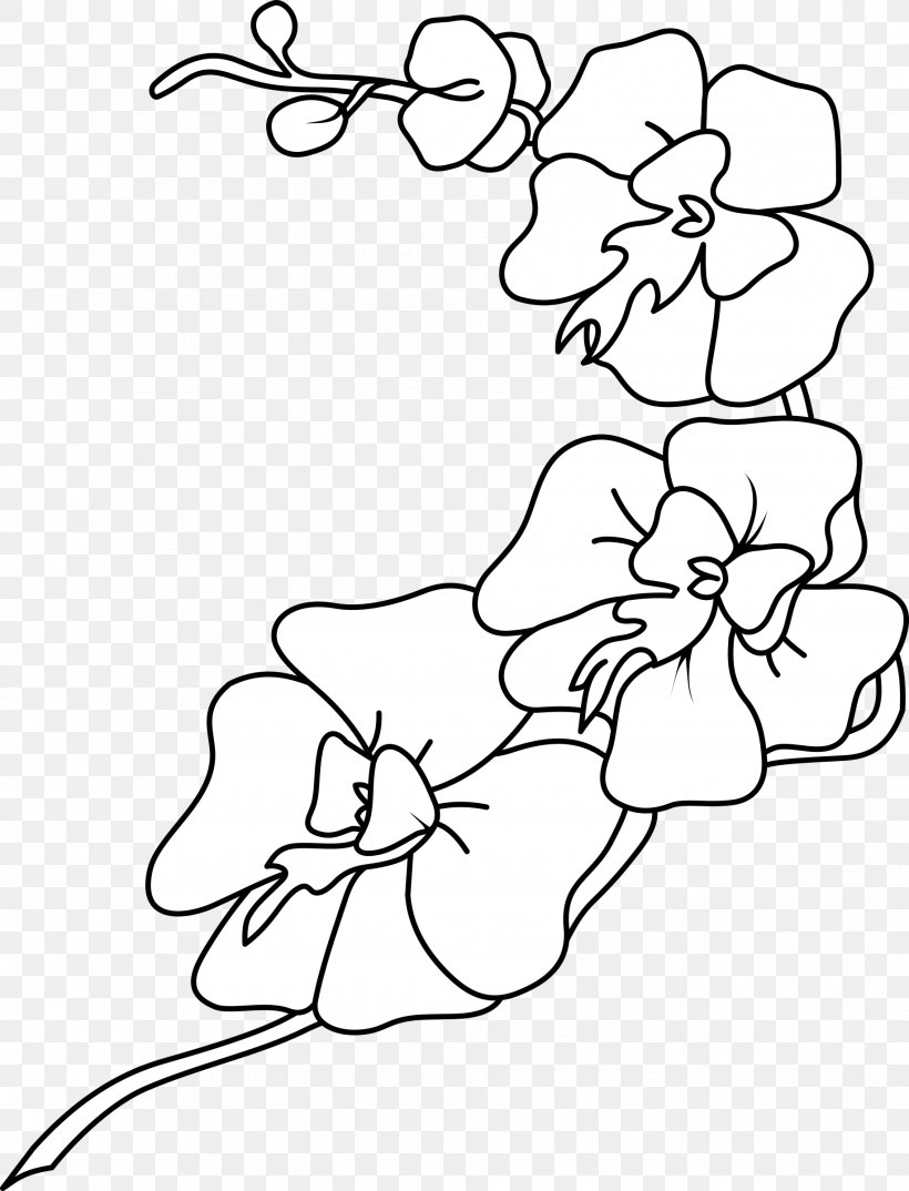 Orchids Drawing Black And White Clip Art, PNG, 1831x2400px, Watercolor, Cartoon, Flower, Frame, Heart Download Free