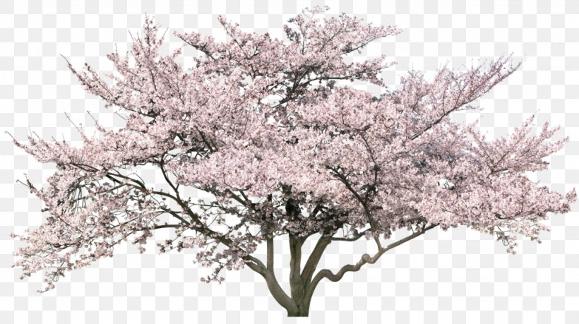 Cherry Blossom Tree, PNG, 1024x574px, Blossom, Branch, Cherry Blossom, Drawing, Flower Download Free