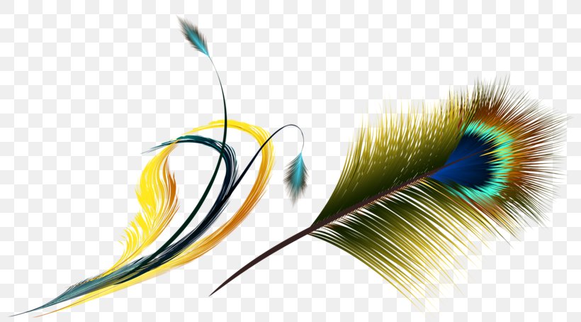 Flight Feather Asiatic Peafowl, PNG, 800x454px, Feather, Asiatic Peafowl, Beak, Eyelash, Flight Feather Download Free