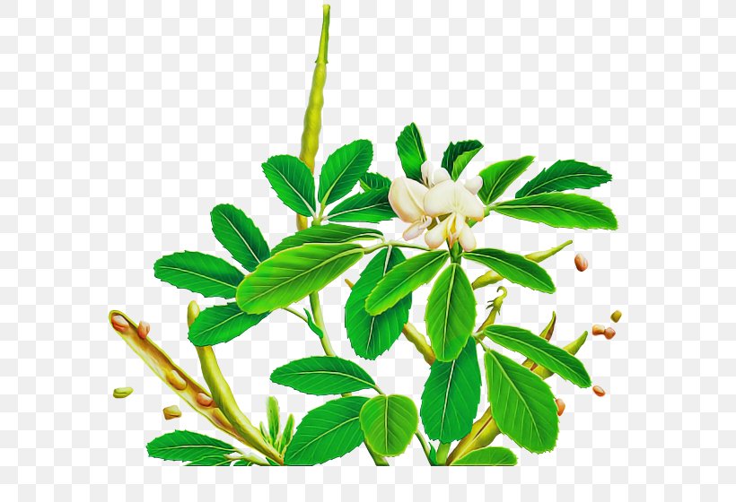 Flower Plant Leaf Branch Herbal, PNG, 600x560px, Flower, Branch, Daphne, Herbal, Leaf Download Free