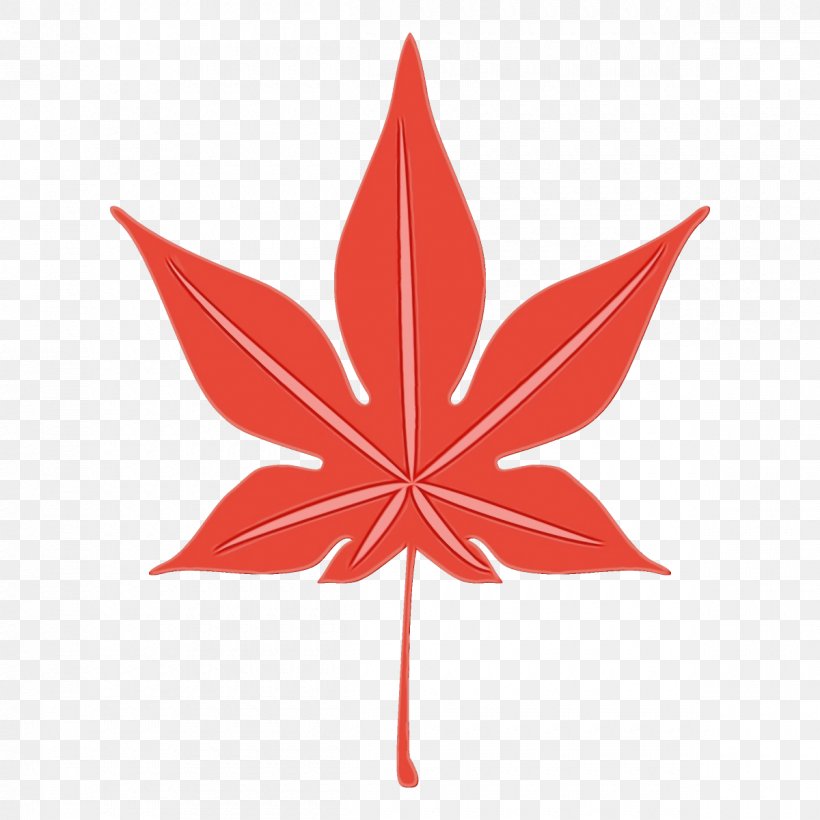 Maple Leaf, PNG, 1200x1200px, Watercolor, Leaf, Maple, Maple Leaf, Paint Download Free