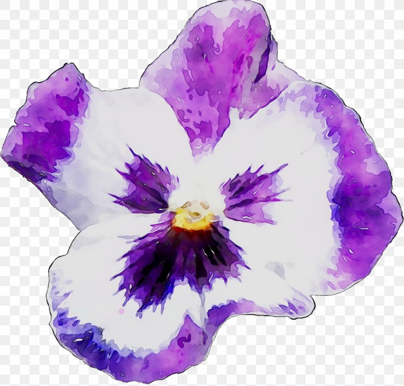 Pansy, PNG, 1166x1114px, Pansy, Amethyst, Cattleya, Dendrobium, Flower Download Free