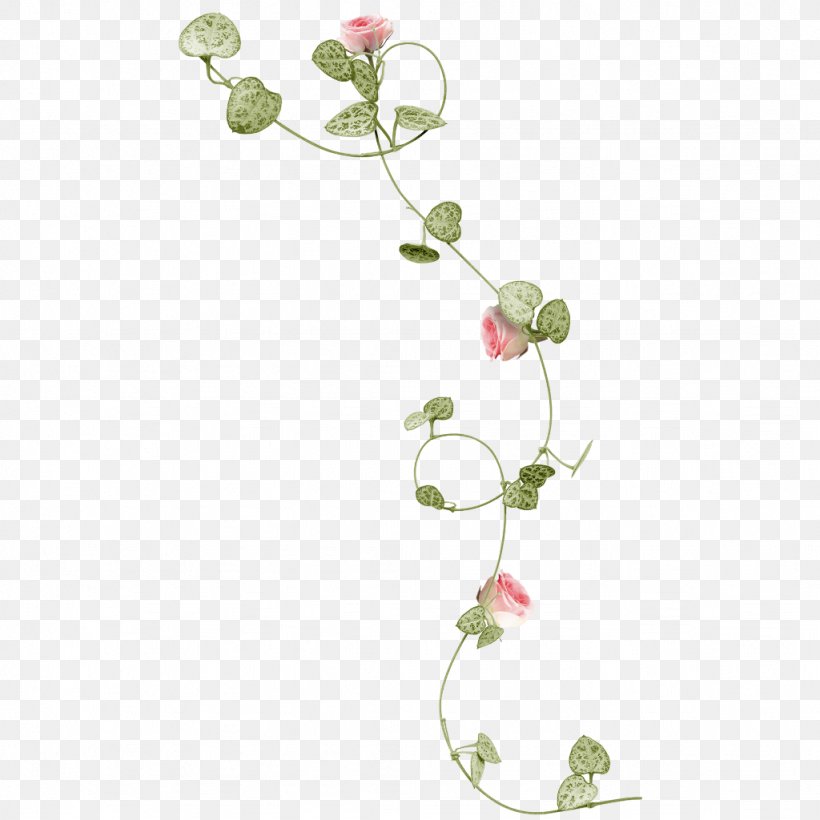 Rose Vine Flower Clip Art, PNG, 1024x1024px, Rose, Botany, Floral Design, Flower, Flowering Plant Download Free