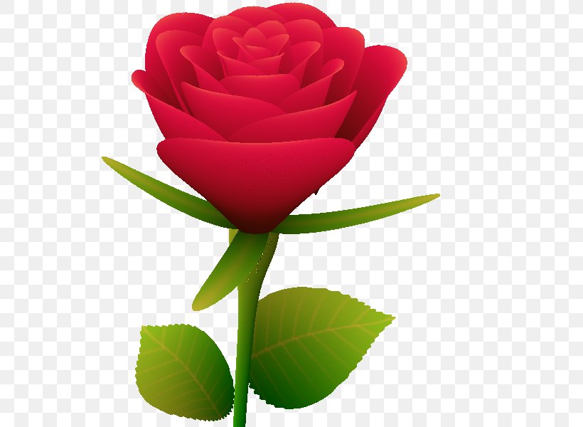 Beach Rose CSDN JavaScript, PNG, 600x600px, Beach Rose, Bud, China Rose, Computer Science, Csdn Download Free