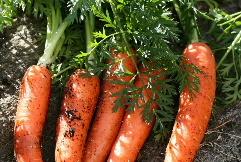 Carrot Cake Gardening Vegetable, PNG, 1245x840px, Carrot Cake, Animal Source Foods, Baby Carrot, Carrot, Container Garden Download Free