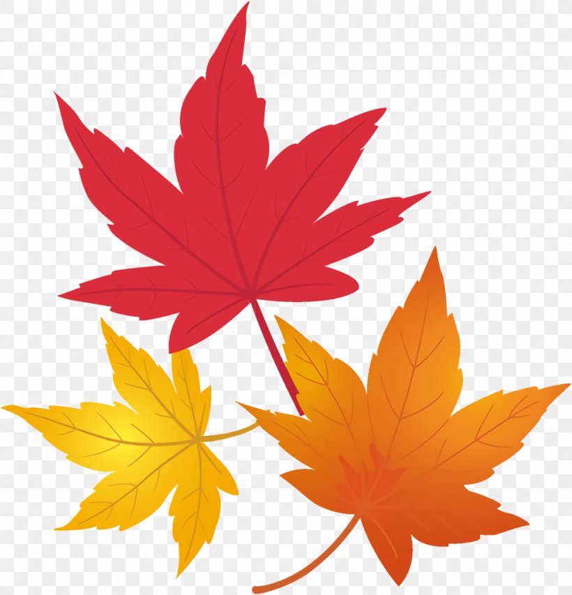 Maple Leaves Autumn Leaves Fall Leaves, PNG, 988x1028px, Maple Leaves, Autumn Leaves, Black Maple, Fall Leaves, Leaf Download Free