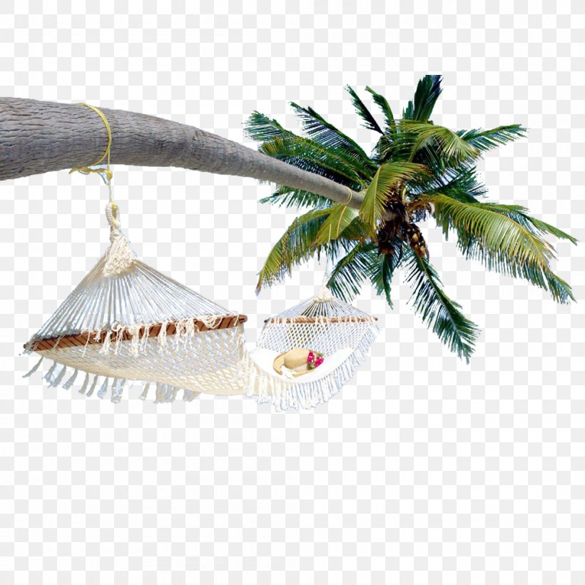 Arecaceae Coconut, PNG, 1000x1000px, Arecaceae, Arecales, Artworks, Coconut, Palm Tree Download Free