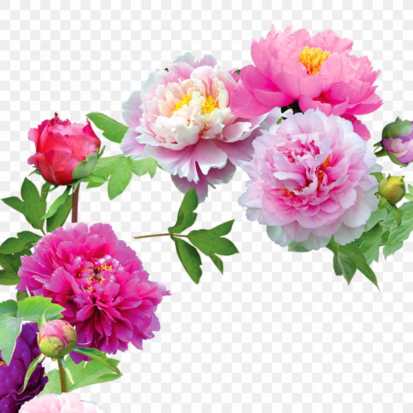 Download Computer File, PNG, 1417x1417px, Peony, Annual Plant, Artificial Flower, Computer Graphics, Cut Flowers Download Free