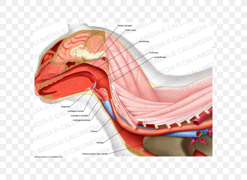 Neck Atlas Human Anatomy Vertebral Column, PNG, 600x600px, Watercolor, Cartoon, Flower, Frame, Heart Download Free