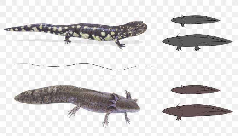 Newt Ecosystem Reptile Fauna Wildlife, PNG, 947x545px, Newt, Amphibian, Animal, Animal Figure, Ecosystem Download Free