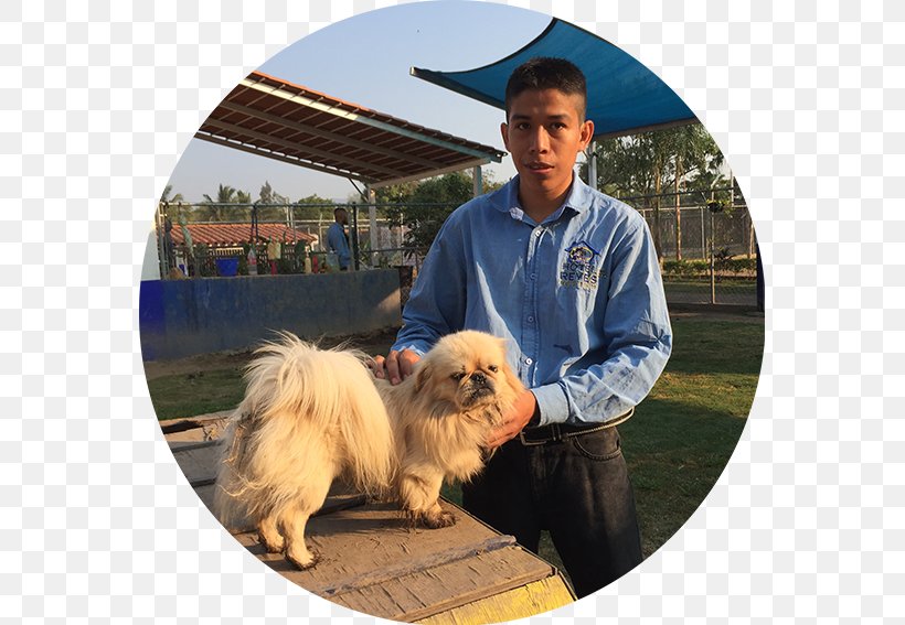Pomeranian Hotel Canino Reyes Eurasier Tibetan Spaniel Dog Breed, PNG, 567x567px, Pomeranian, Breed, Colima, Companion Dog, Dog Download Free